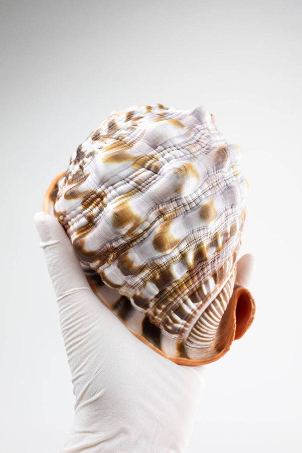 Bullmouth Shell