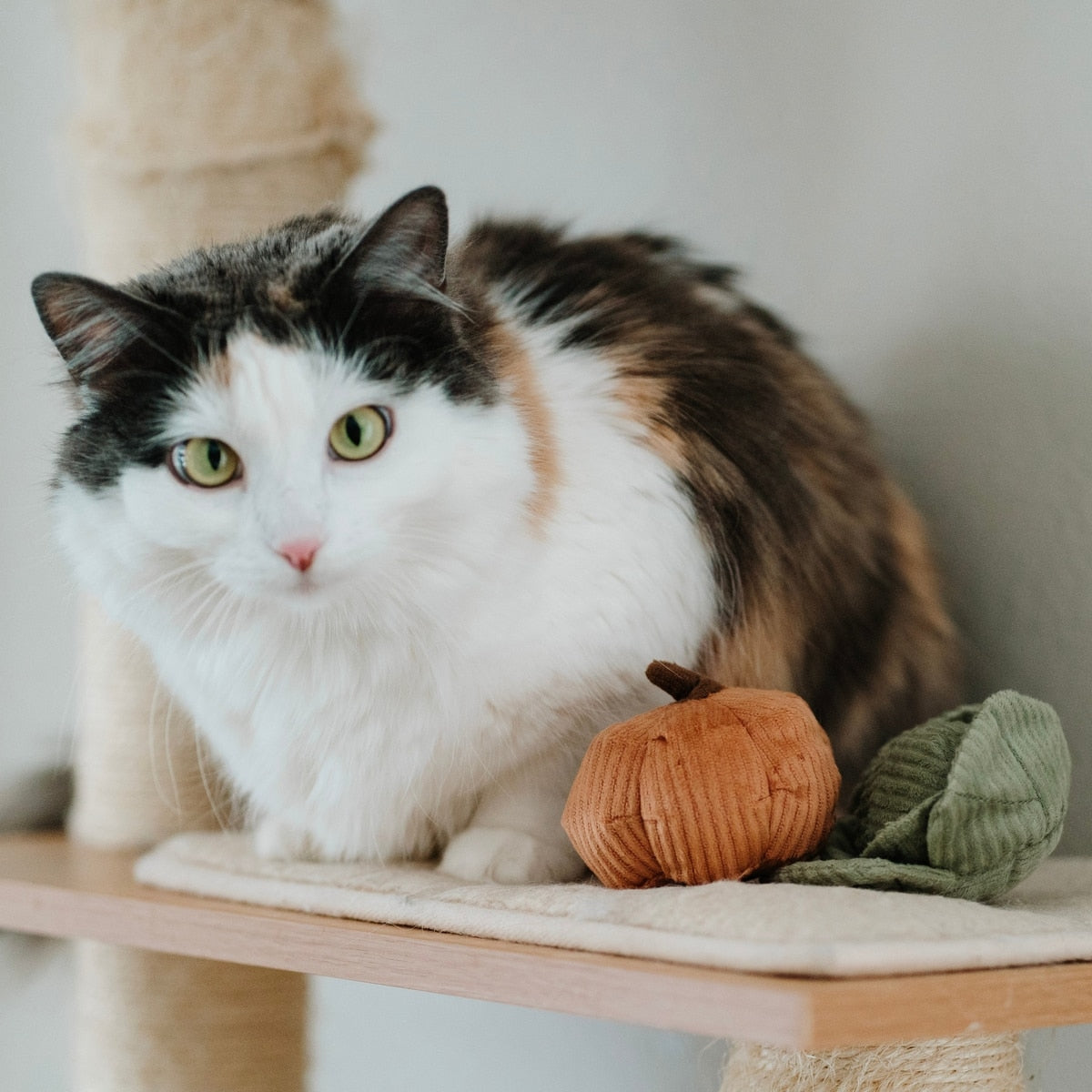 Lambwolf Collective -  Catnip Cat Toys - Kitty Veggie Set