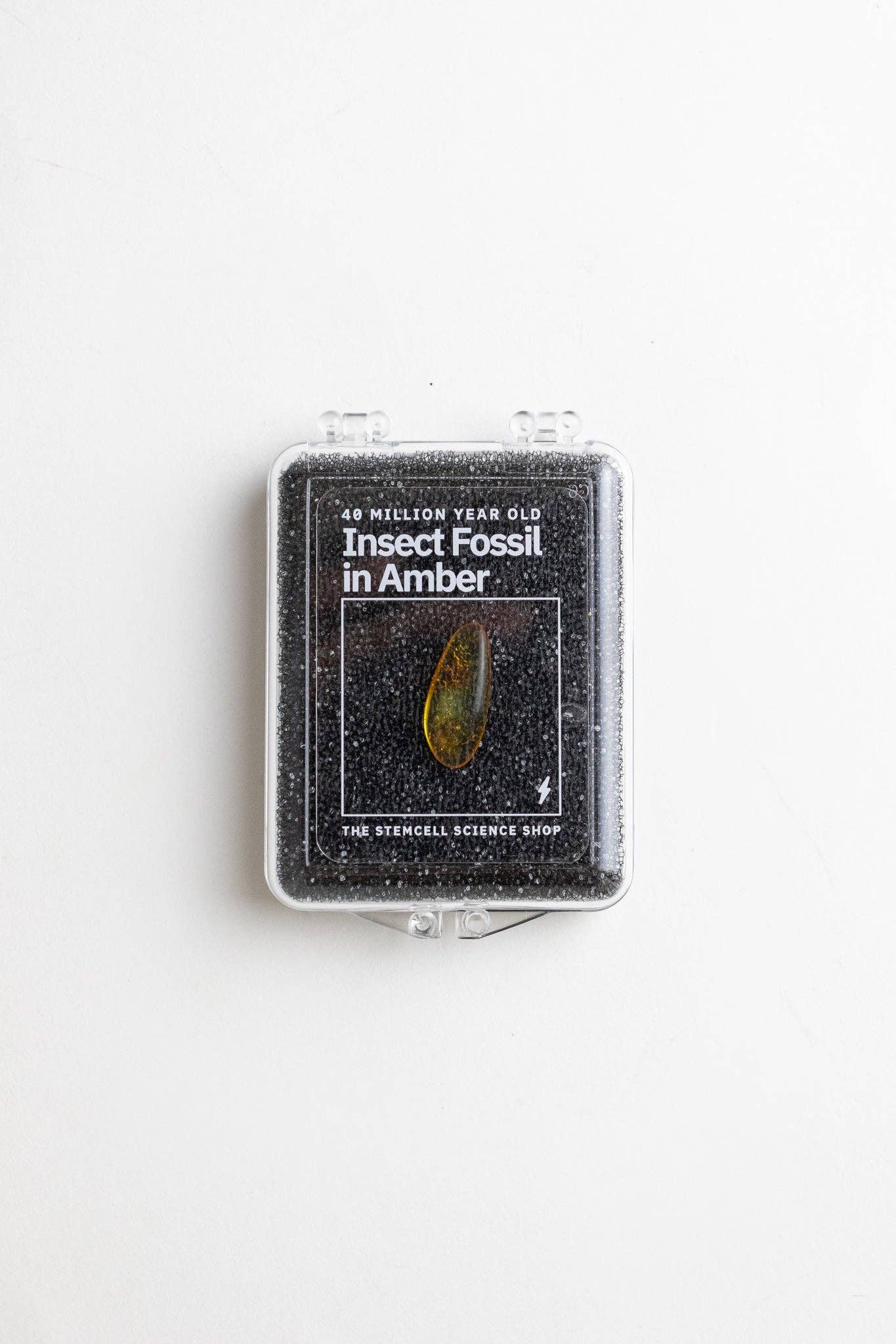 Fossilized Insect in Amber