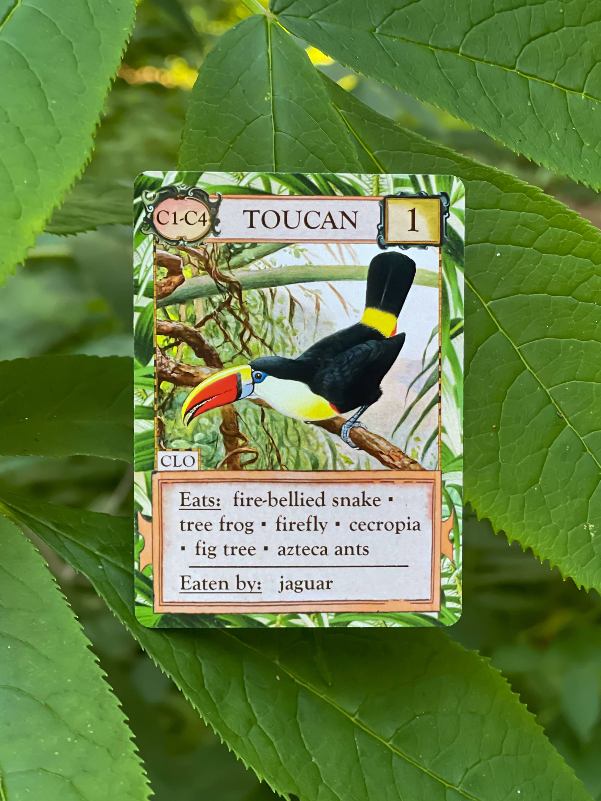 Ecologies: Hidden Habitats - Card Game