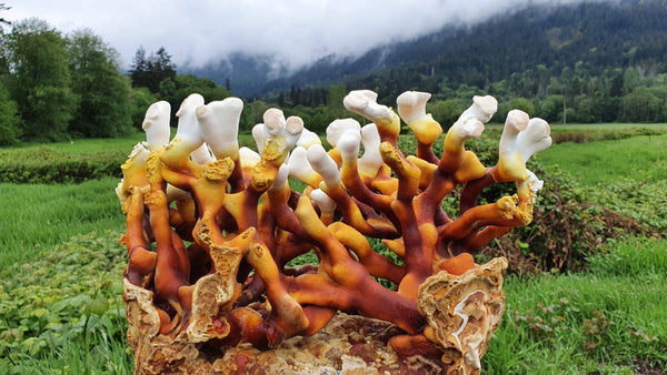 Antler Reishi Mushroom Grow-at-Home Kit