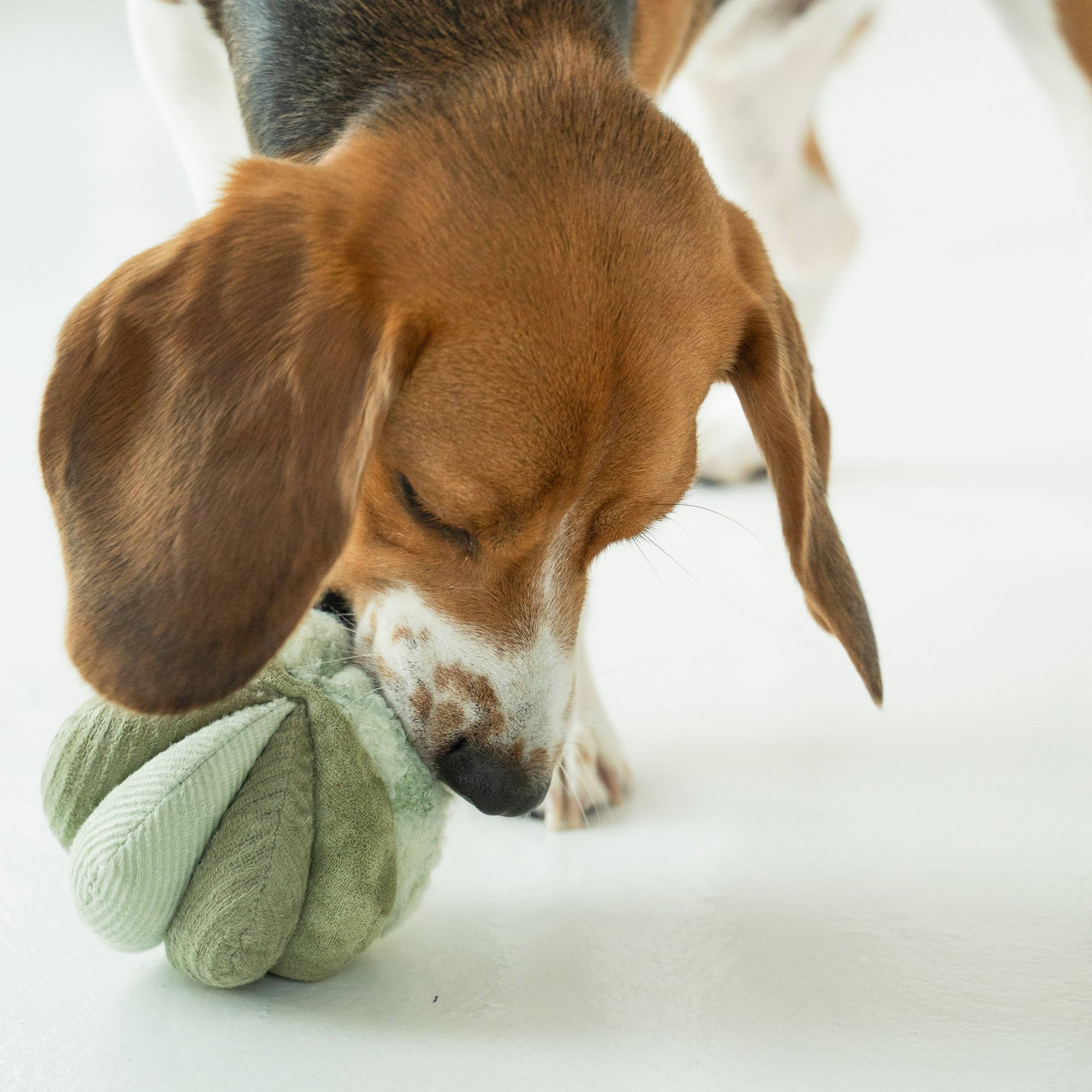 Lambwolf Collective - Silent Toto Enrichment Dog Toy - Fern