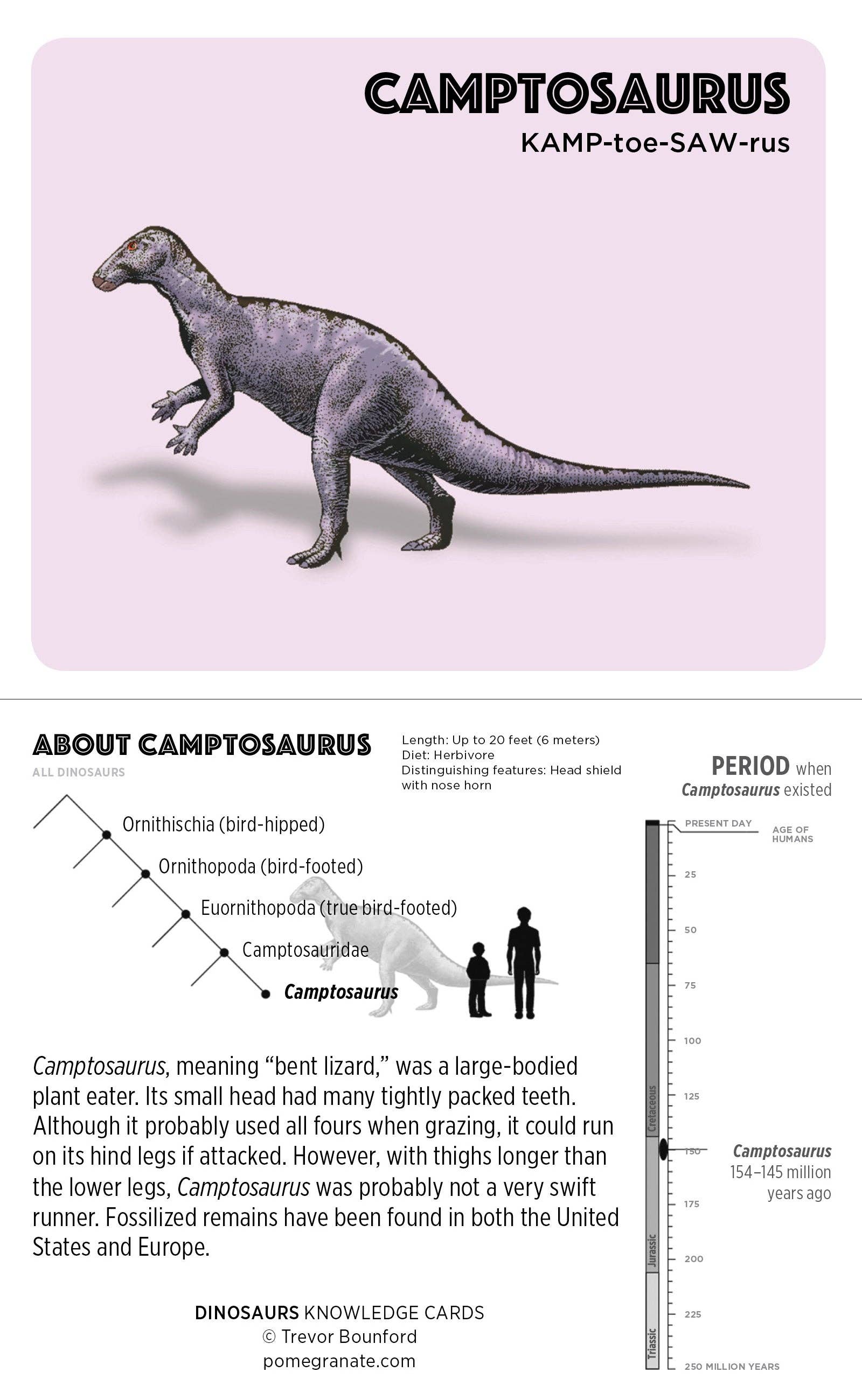 Dinosaurs Knowledge Cards