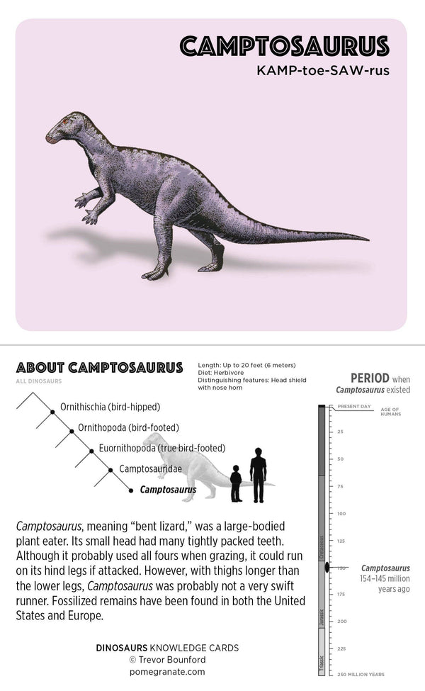 Dinosaurs Knowledge Cards