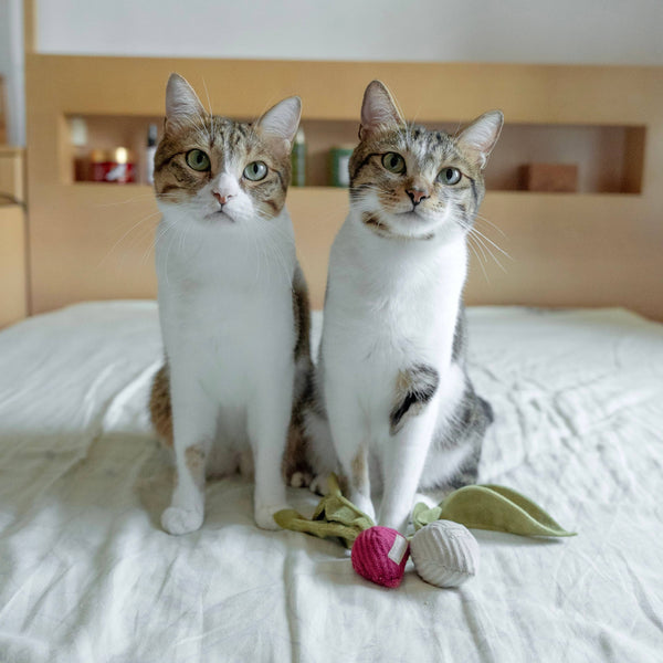 Lambwolf Collective - Cat Toy - Kitty Catnip Radish - Beet