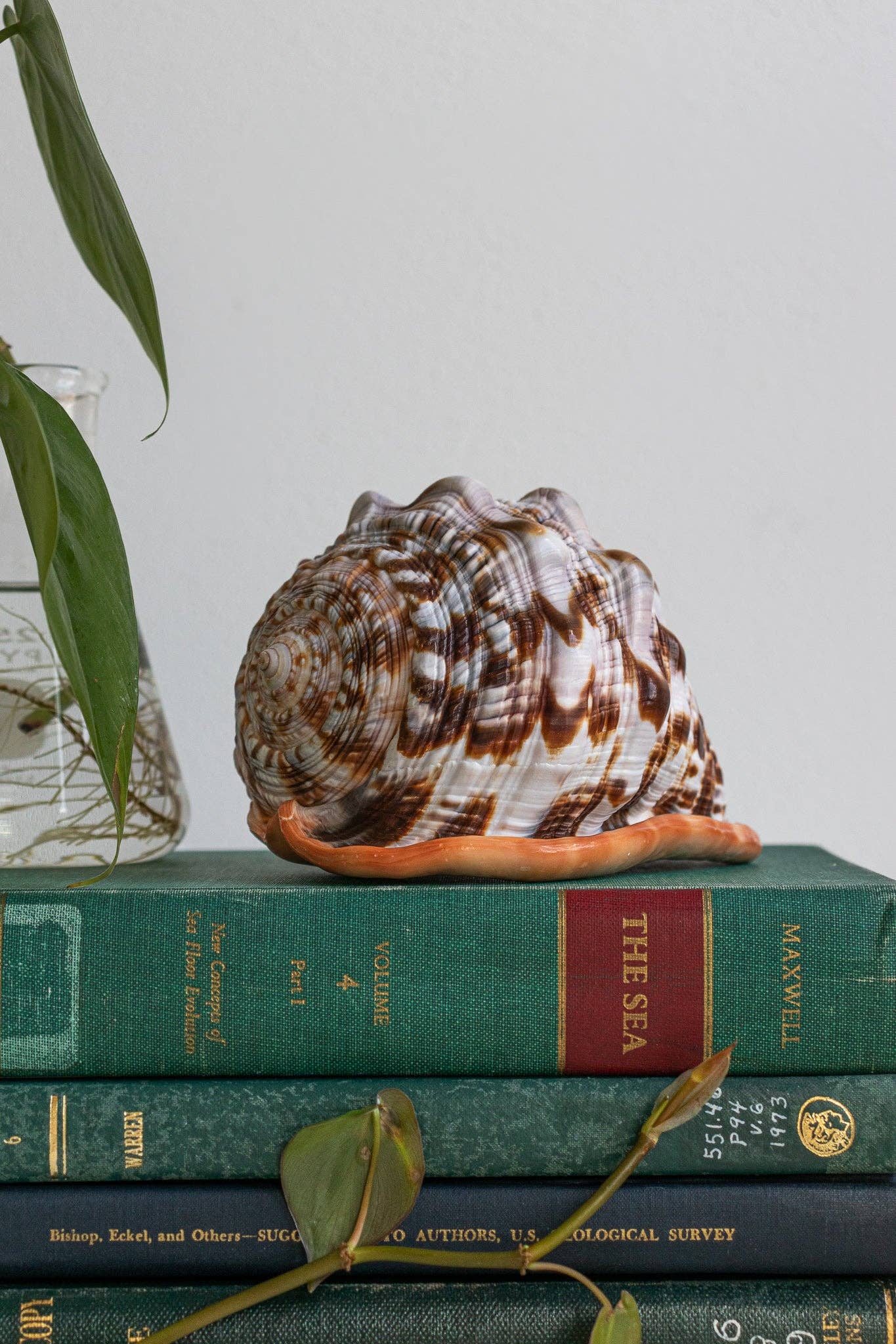 Bullmouth Shell