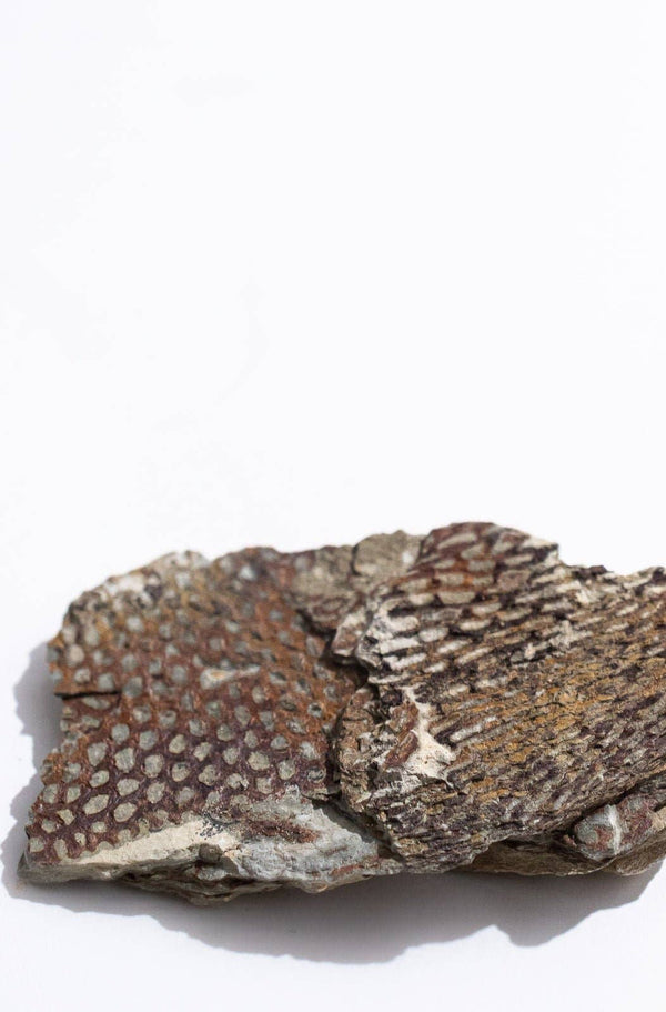 Graptolite