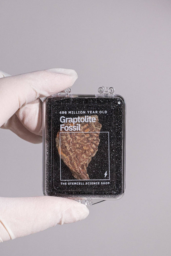 Graptolite