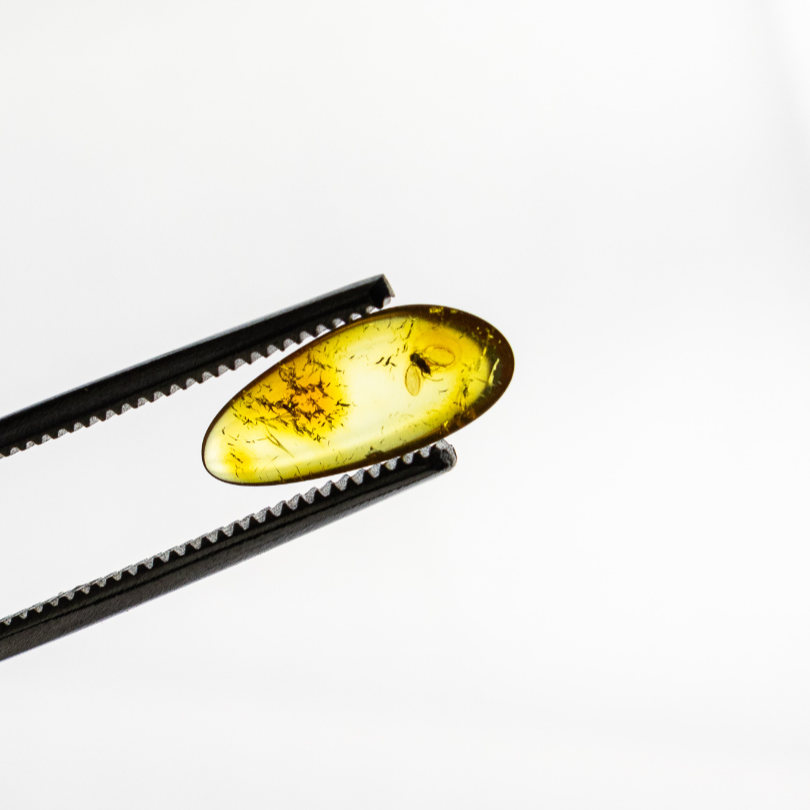 Fossilized Insect in Amber