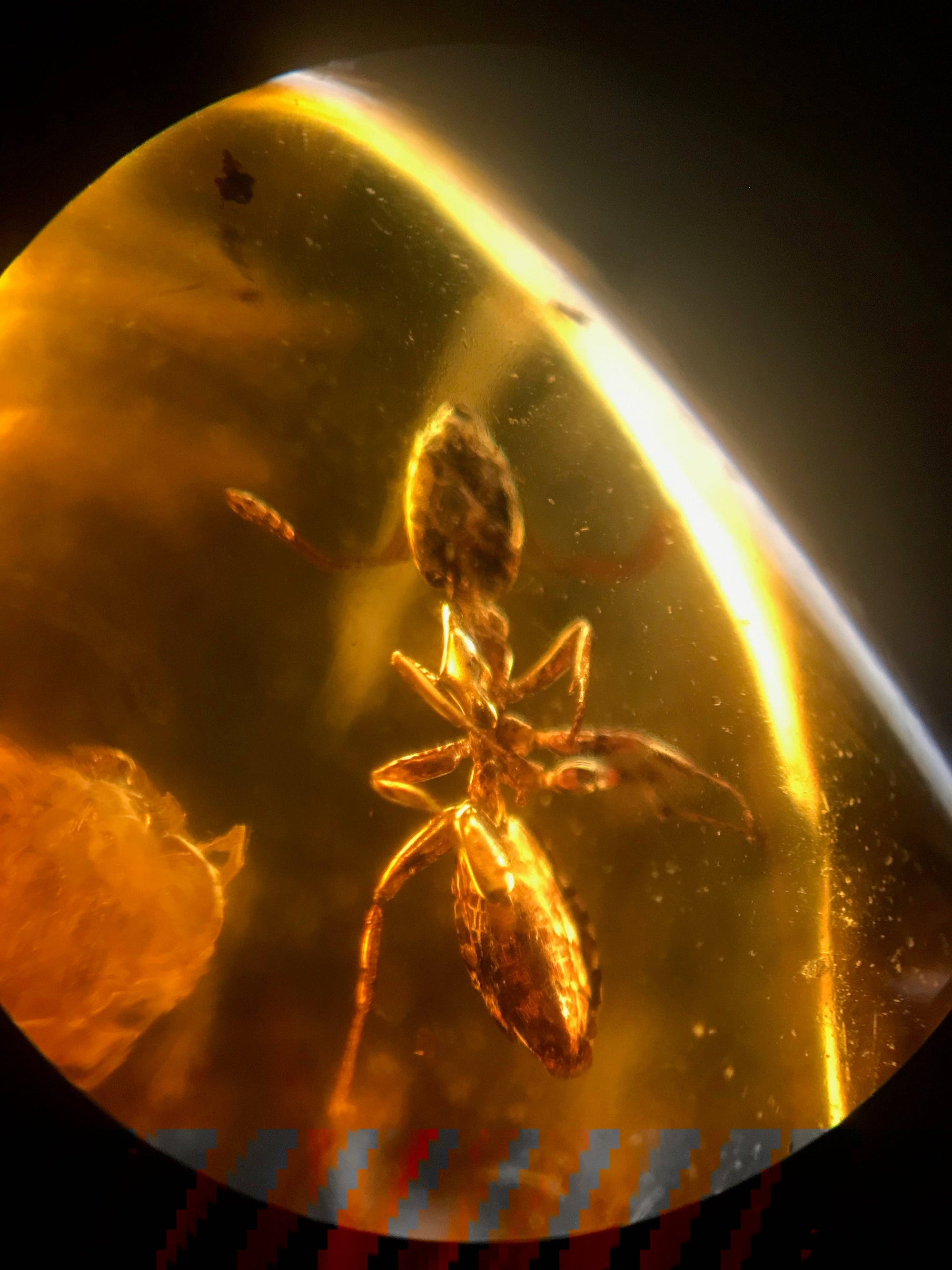 Fossilized Insect in Amber