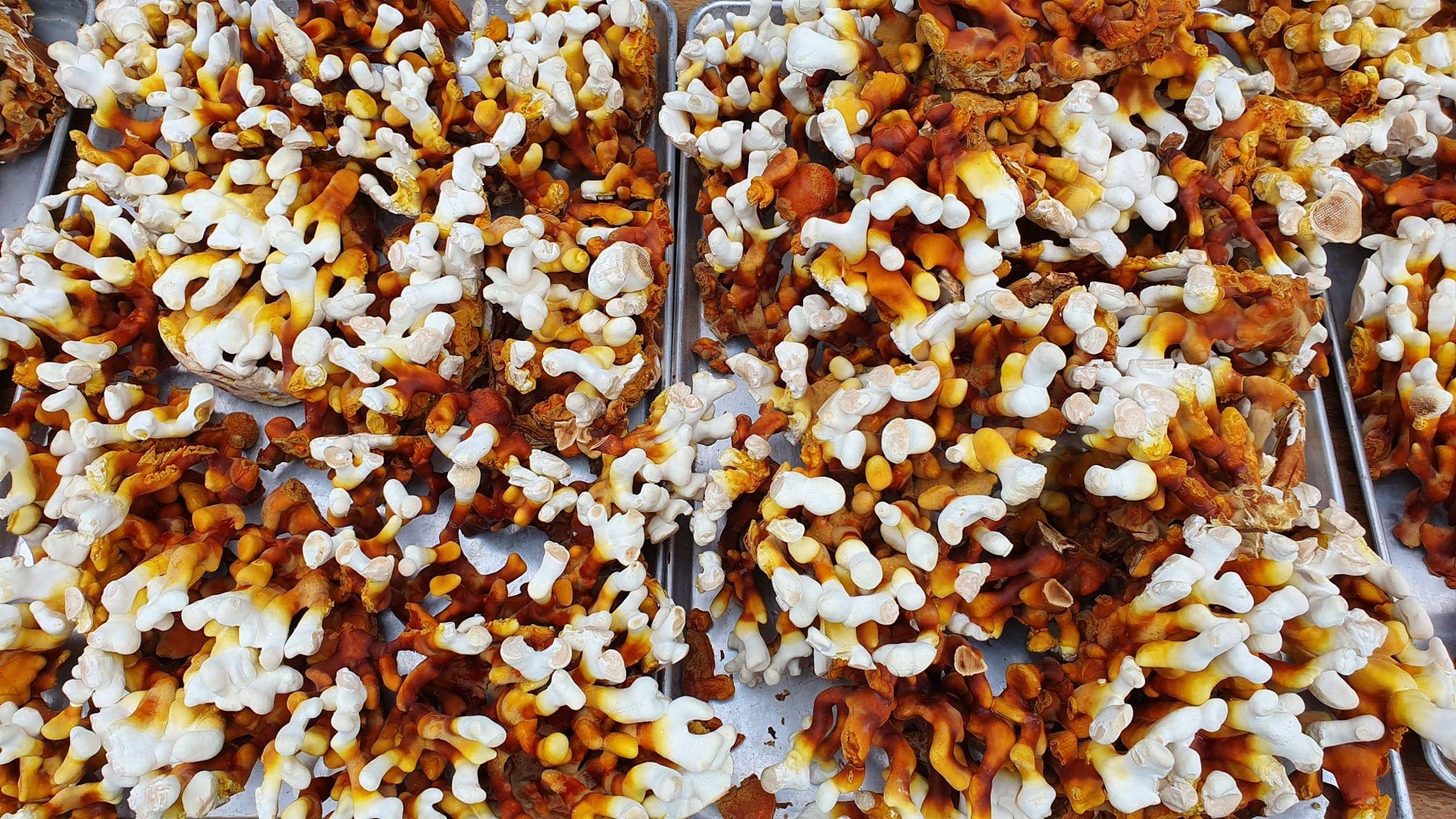 Antler Reishi Mushroom Grow-at-Home Kit