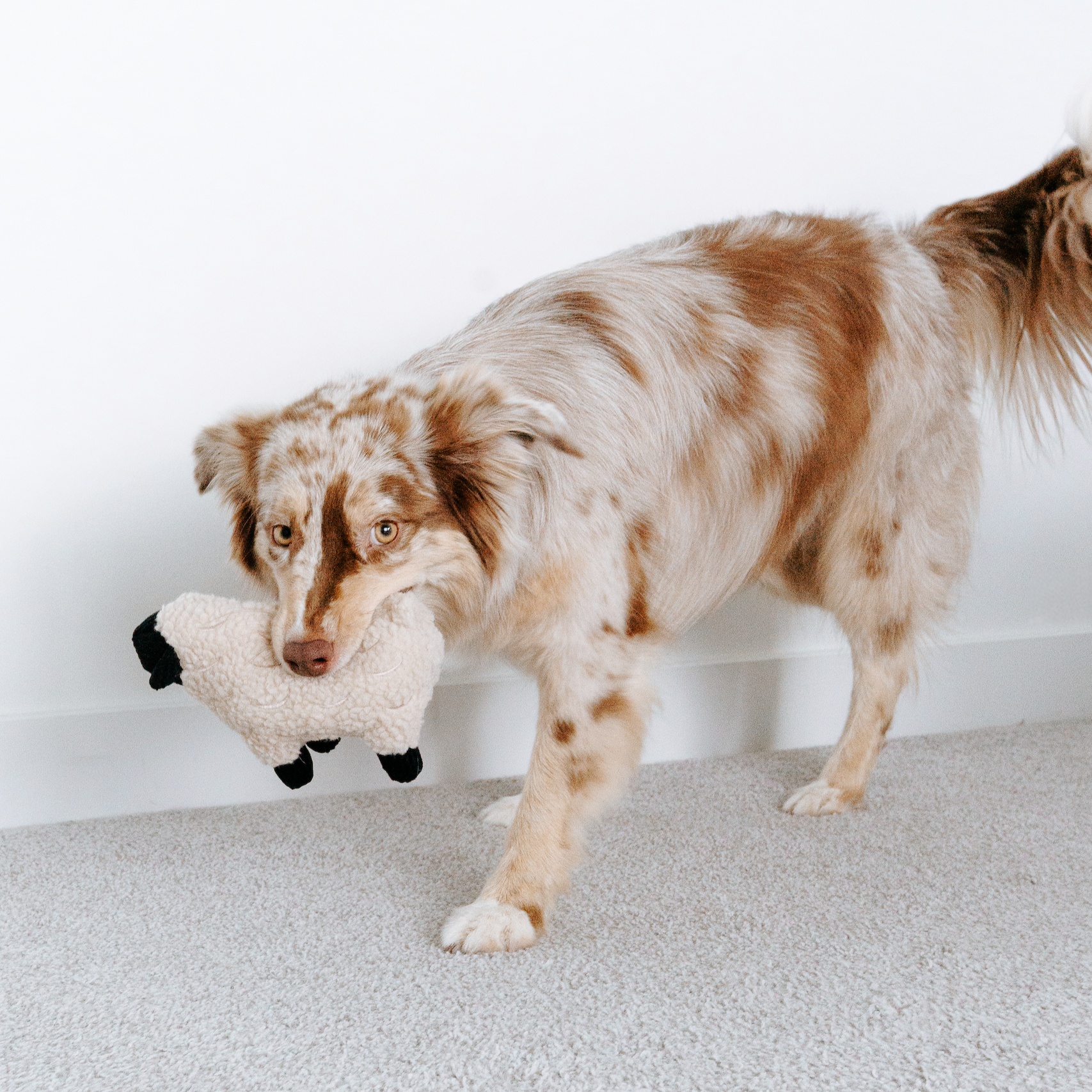 Lambwolf Collective - Squeaker + Cuddle Toy - Dolly the Lamb
