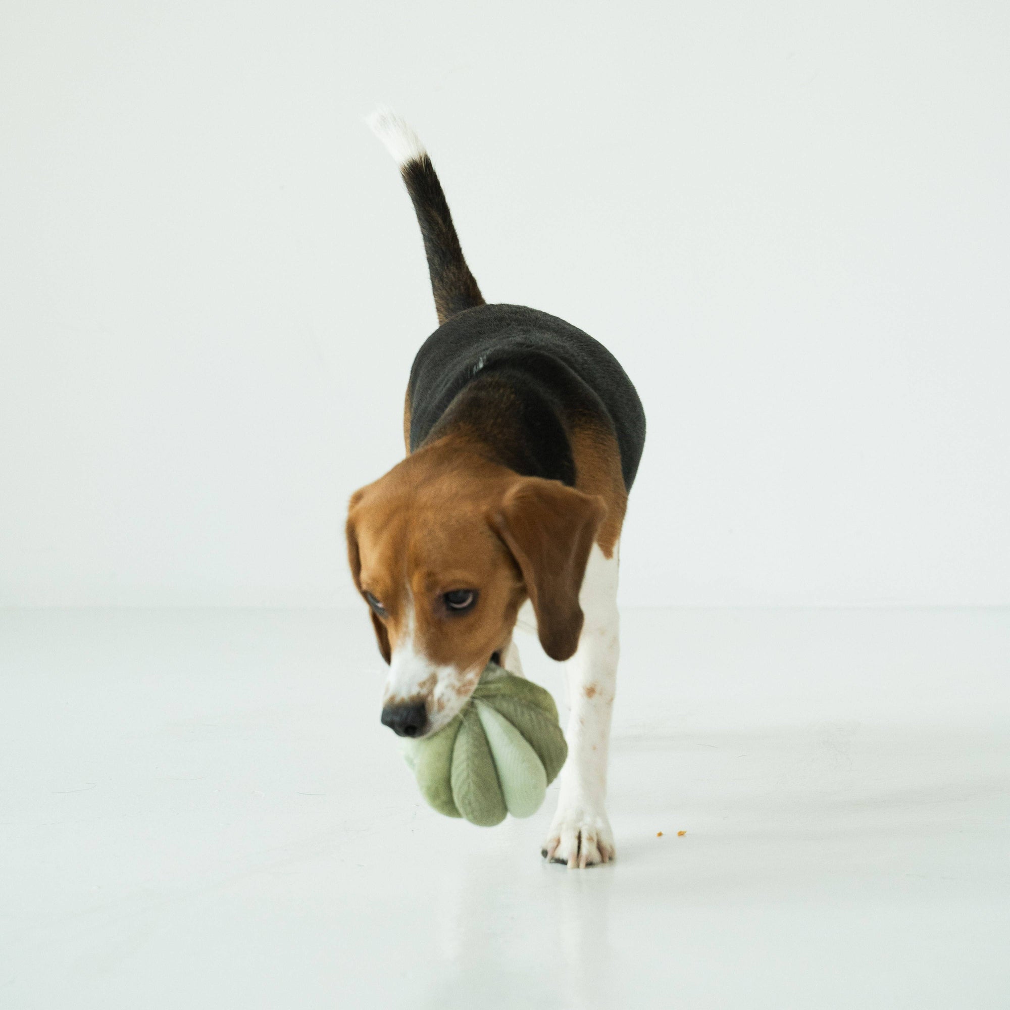 Lambwolf Collective - Toto - Silent Snuffle Dog Toy - Cornfield