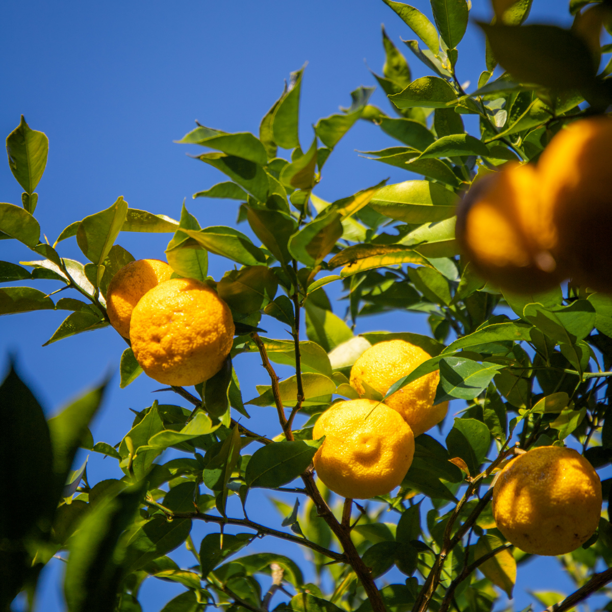 Organic Yuzu Marmalade