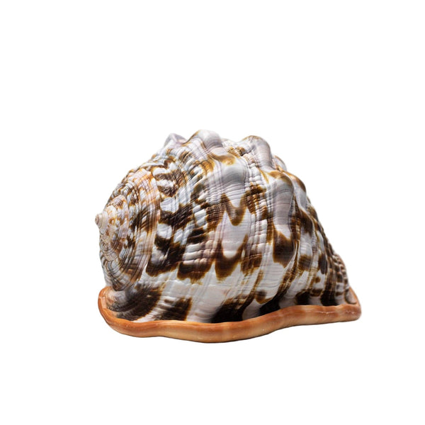 Bullmouth Shell