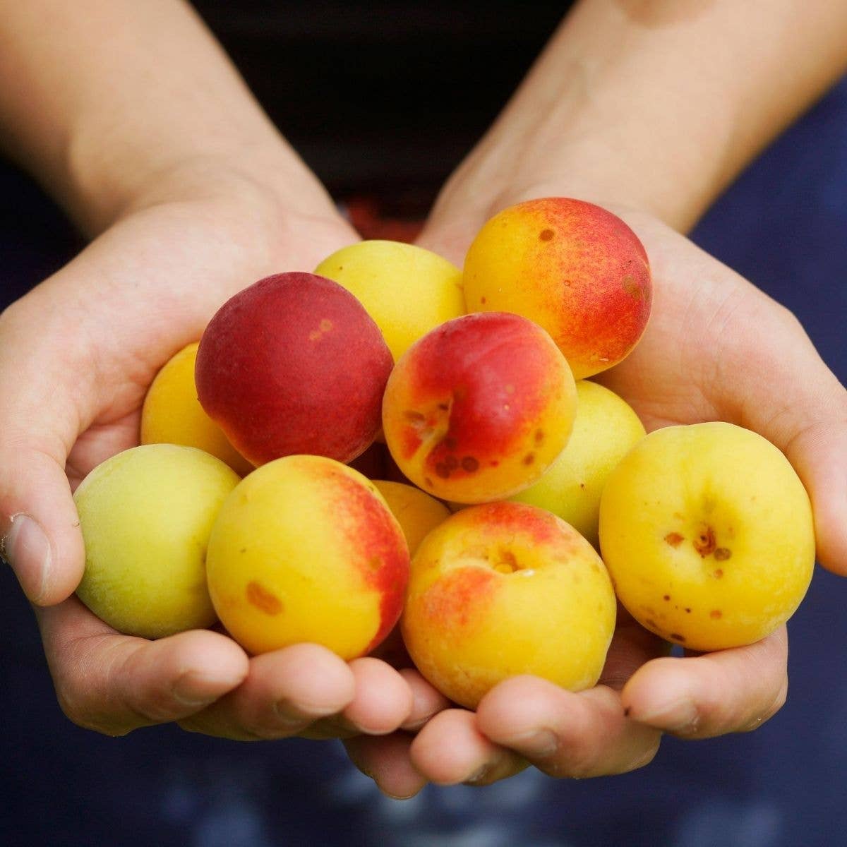 Organic Umesu (Ume Plum Vinegar)