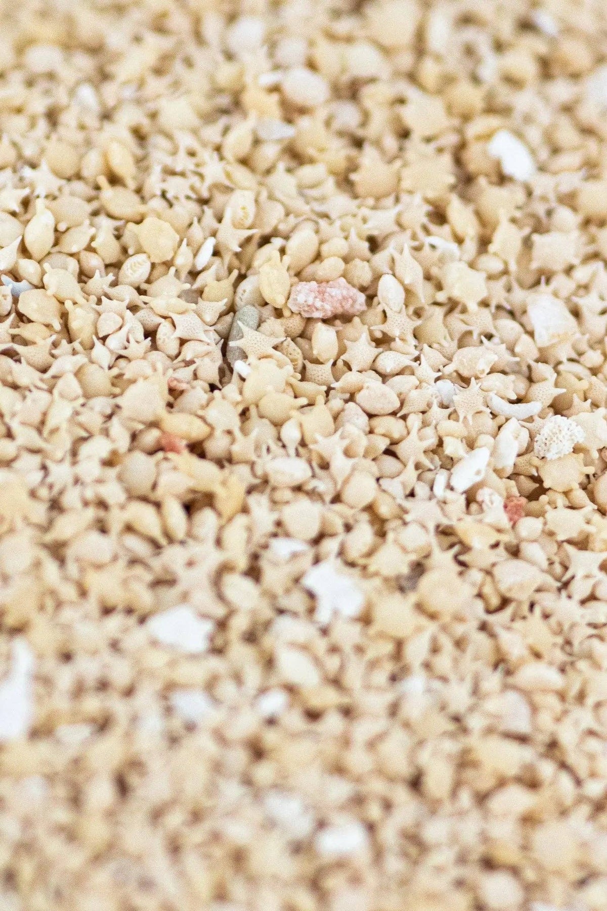 Japanese Ribbed Sand Japanese Star Sand