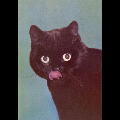 Black Cat - Postcard