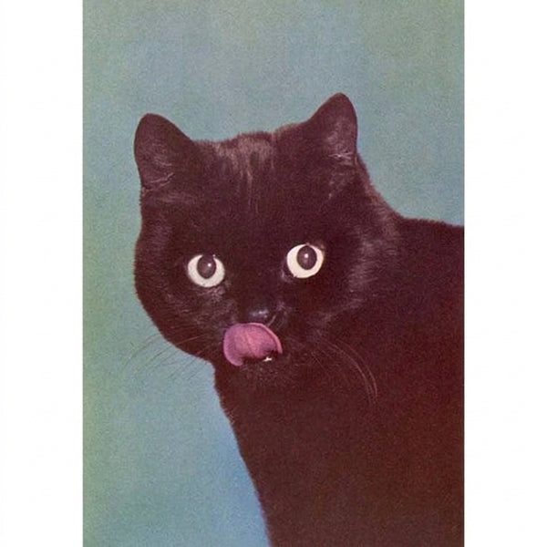 Black Cat - Postcard