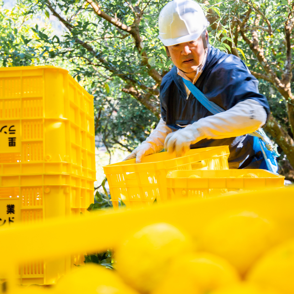 Organic Yuzu Marmalade