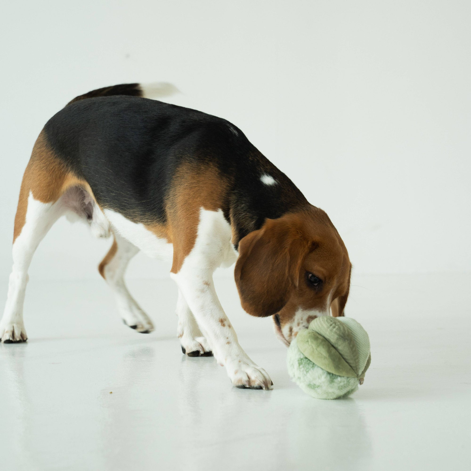 Lambwolf Collective - Toto - Silent Snuffle Dog Toy - Cornfield