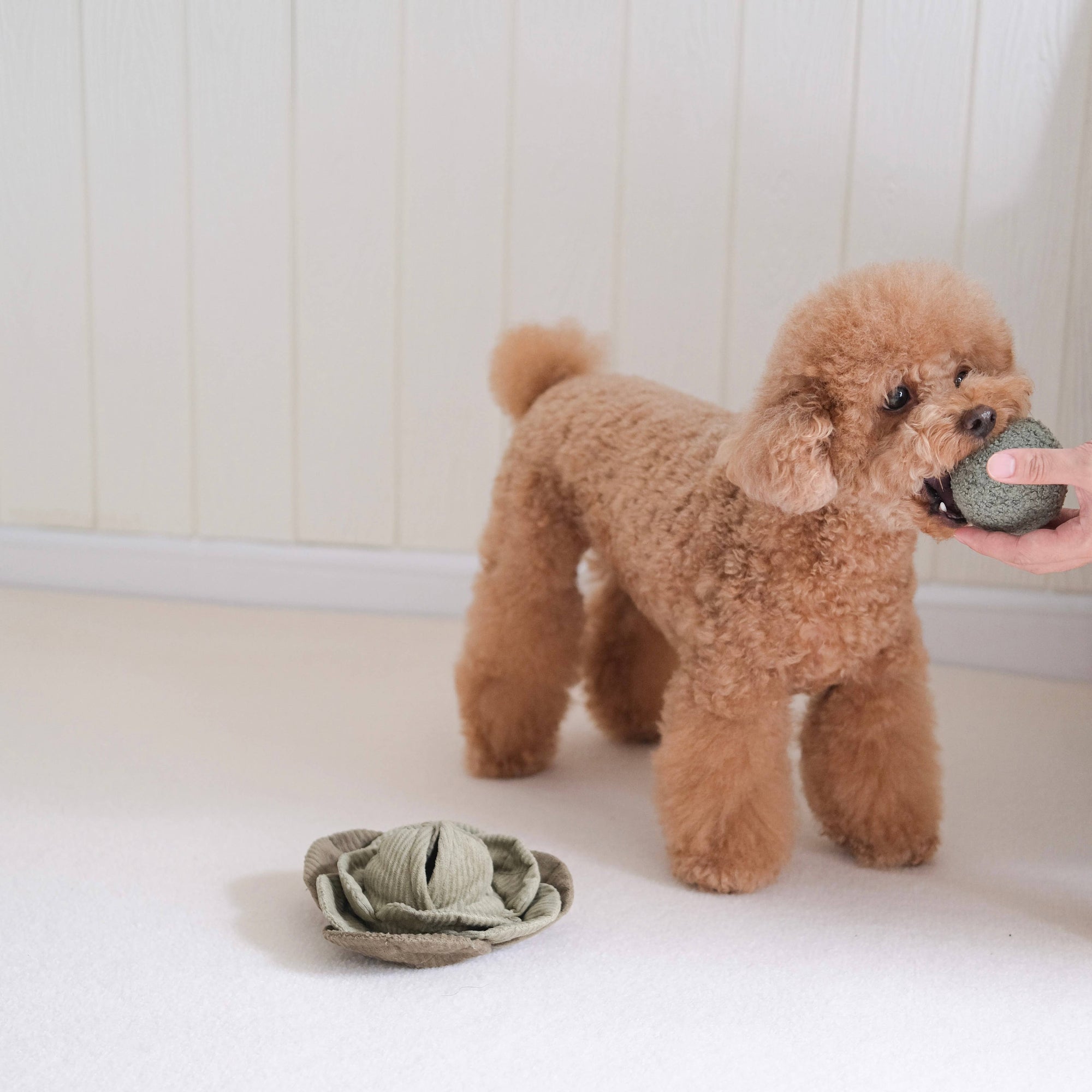 Lambwolf Collective -  Enrichment Dog Toy (Squeaky + Snuffle Ball) - Green Cabbage Pop