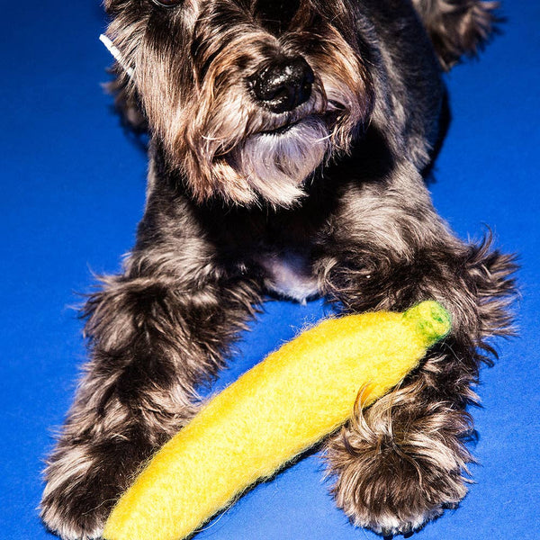 Ware of the Dog - Felted Wool Dog Toy - Banana