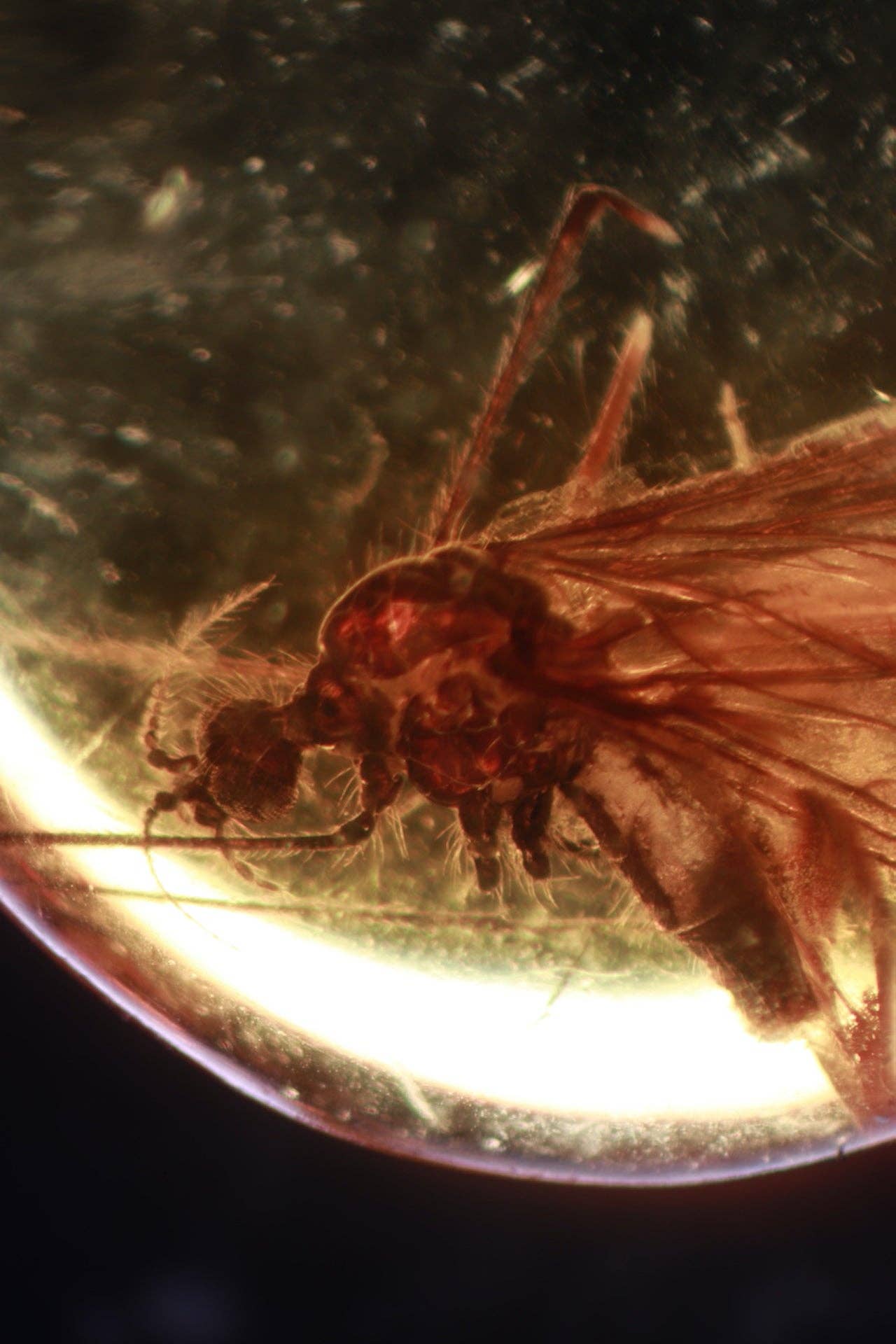 Fossilized Insect in Amber
