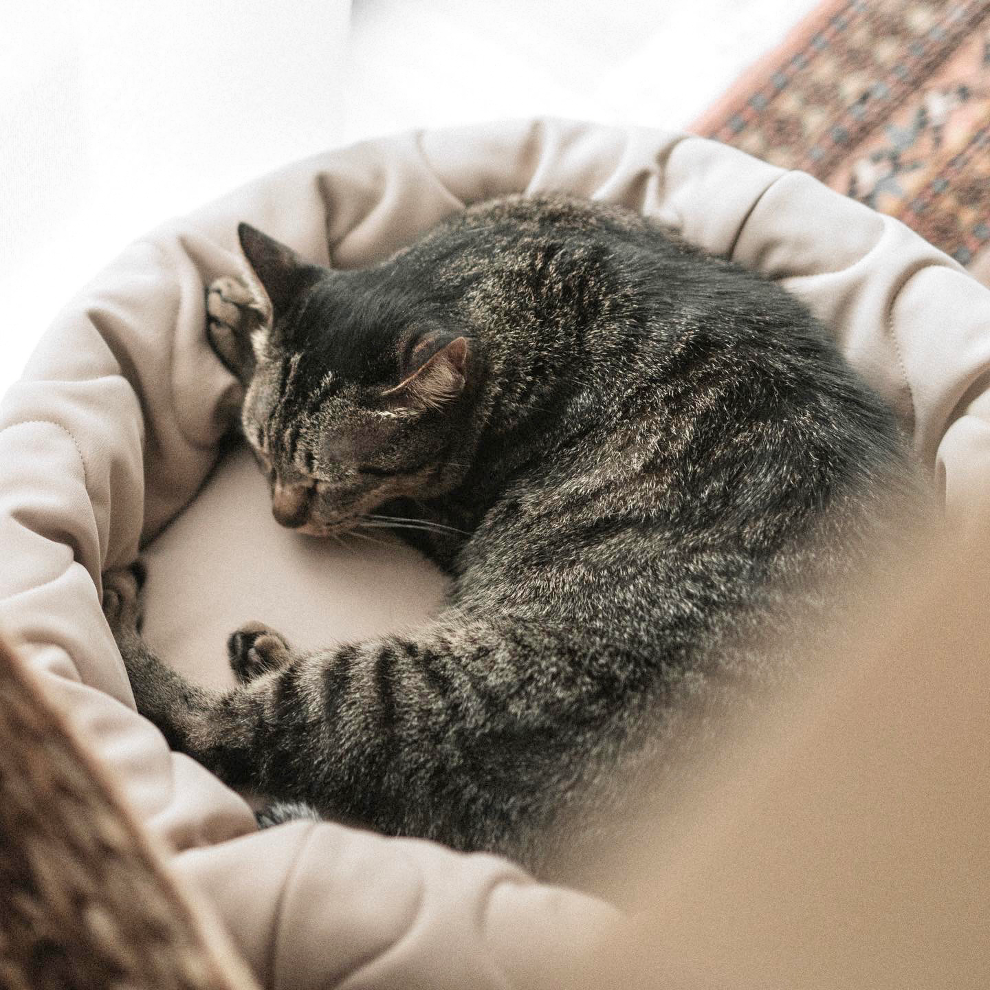 Lambwolf Collective - TAART Reversible Petite Pet Bed - Camel