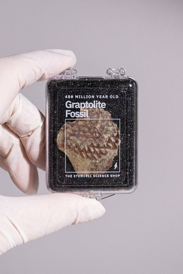 Graptolite