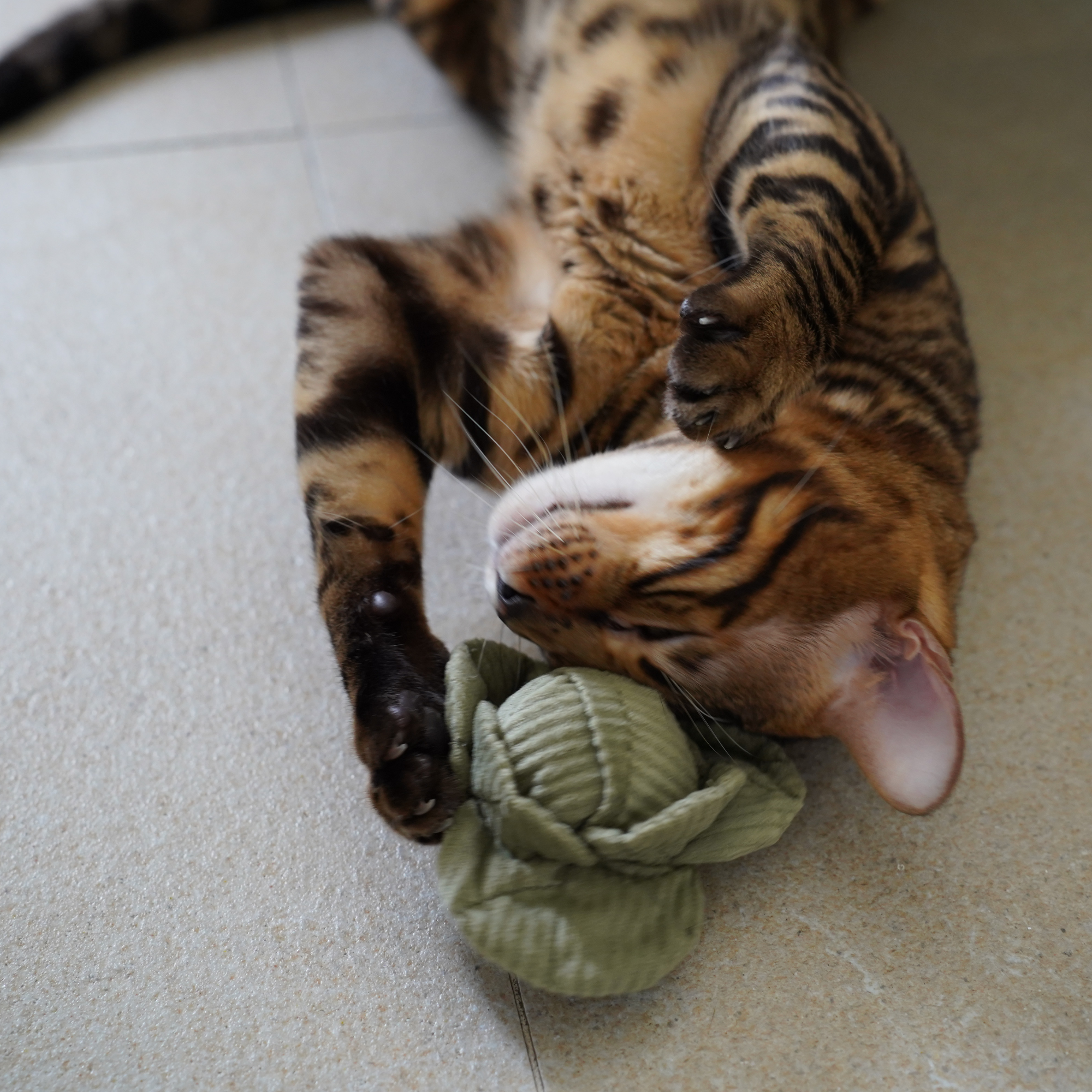 Lambwolf Collective -  Catnip Cat Toys - Kitty Veggie Set
