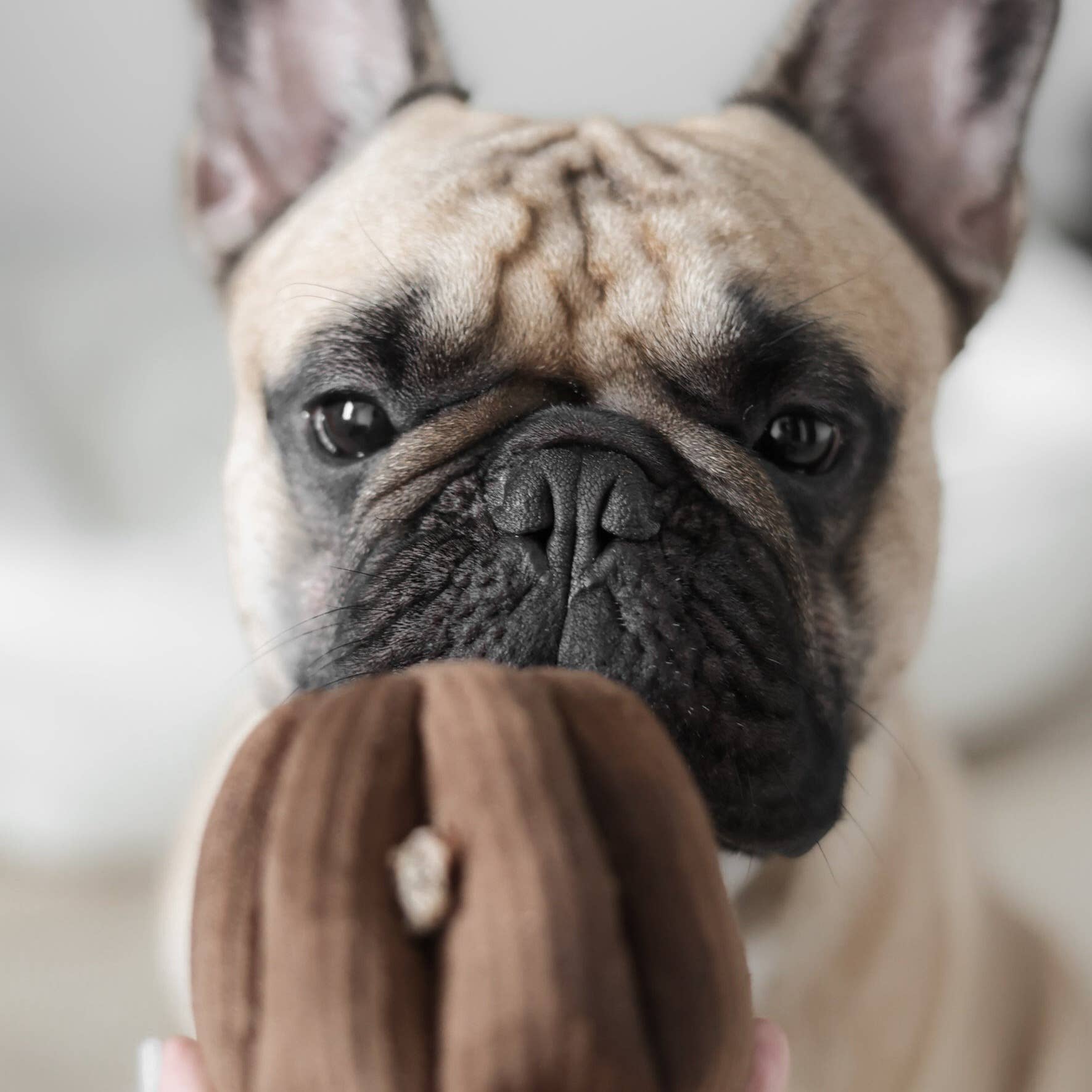 Lambwolf Collective - Enrichment Snuffle + Squeaky Dog Toy - Canele