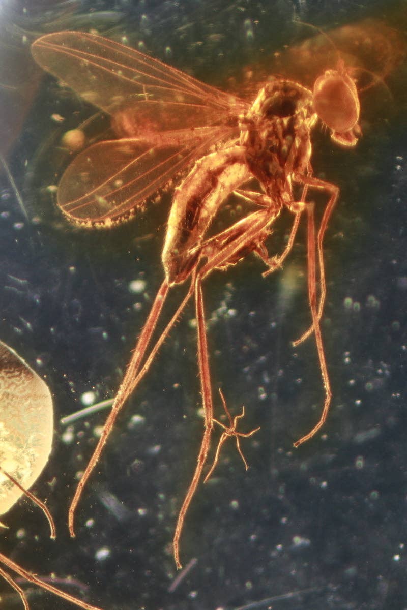 Fossilized Insect in Amber