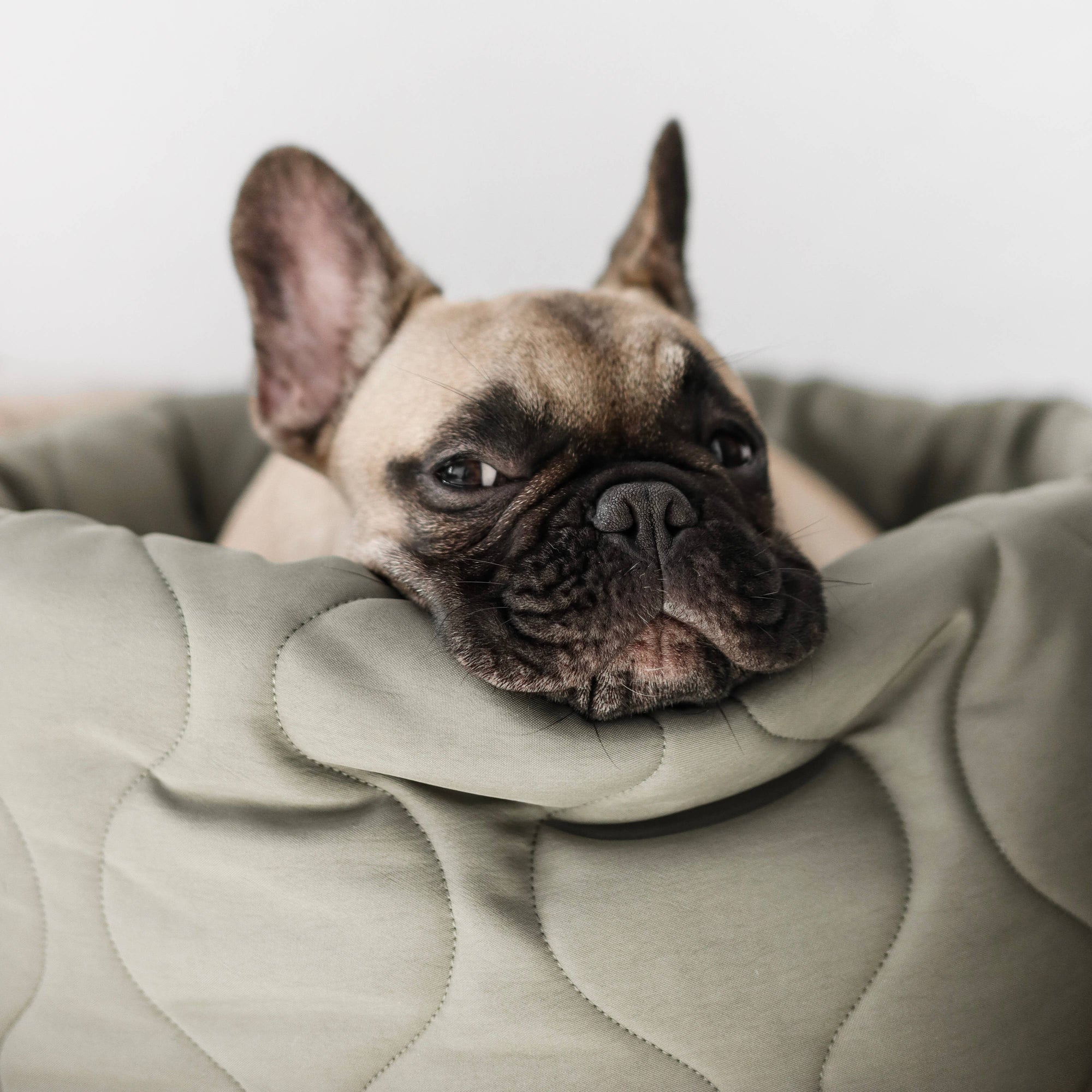 Lambwolf Collective - TAART Reversible Petite Pet Bed - Fern