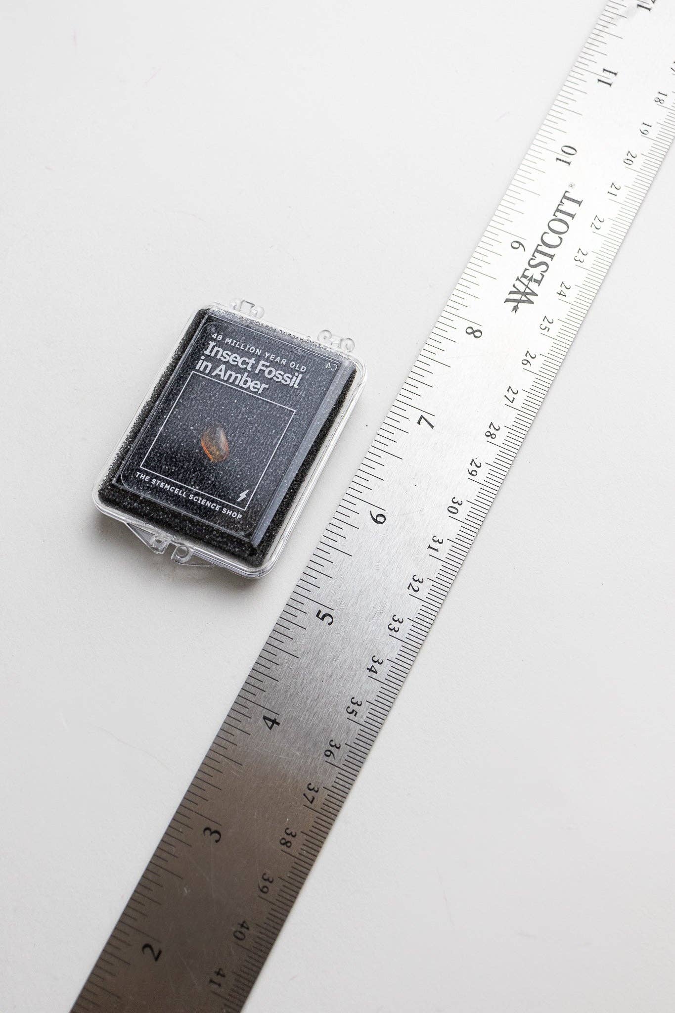 Fossilized Insect in Amber