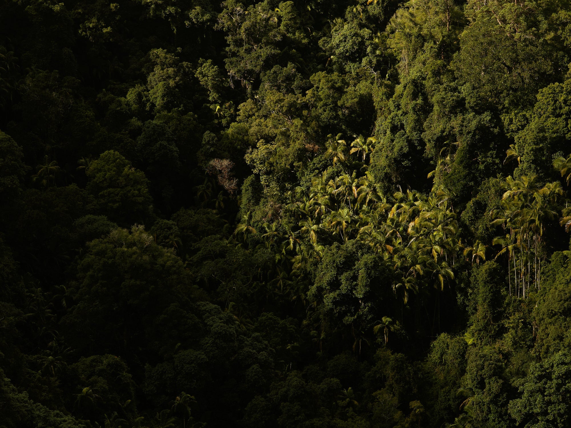 Mihan Aromatics - Munlark Ash Parfum