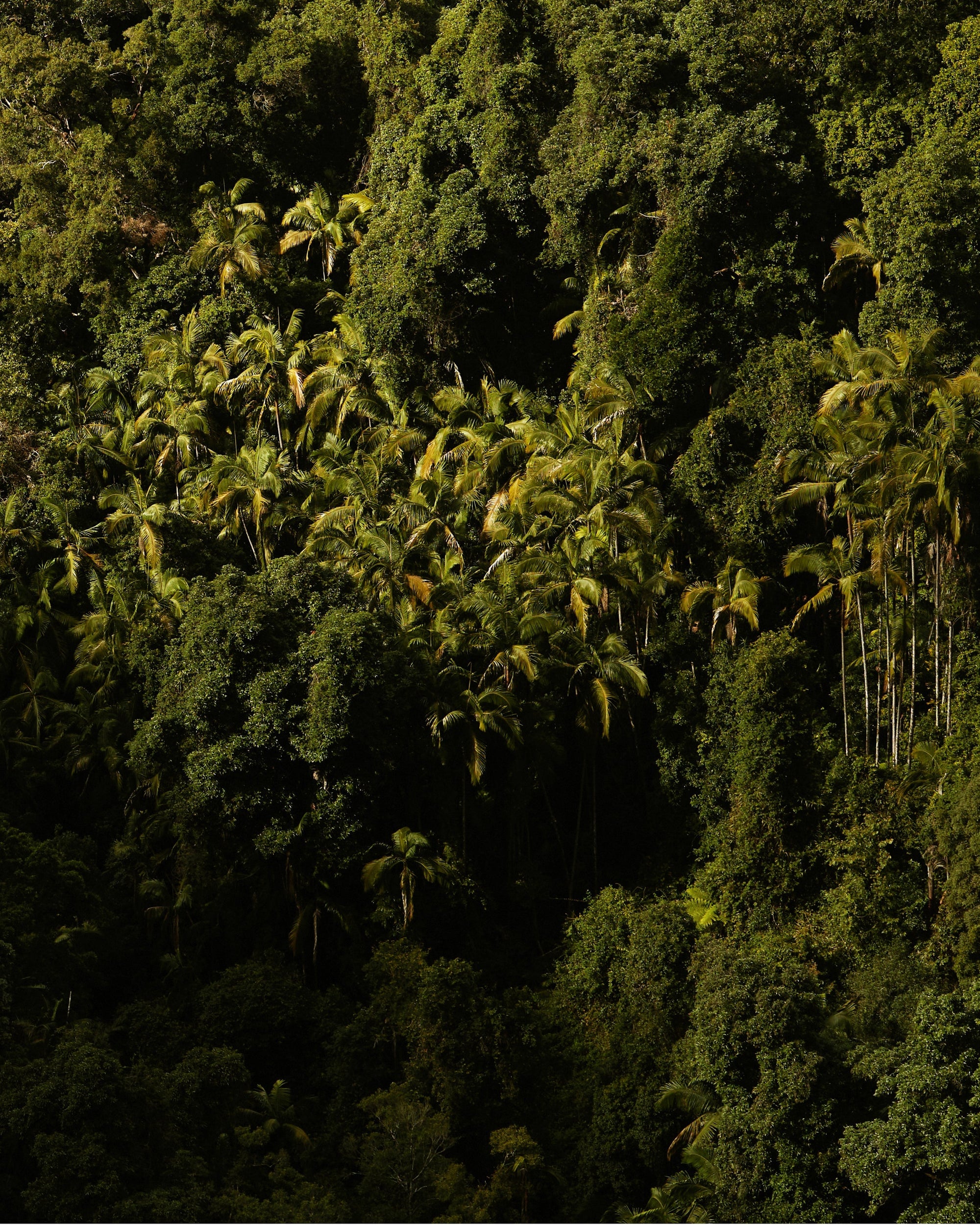 Mihan Aromatics - Munlark Ash Parfum