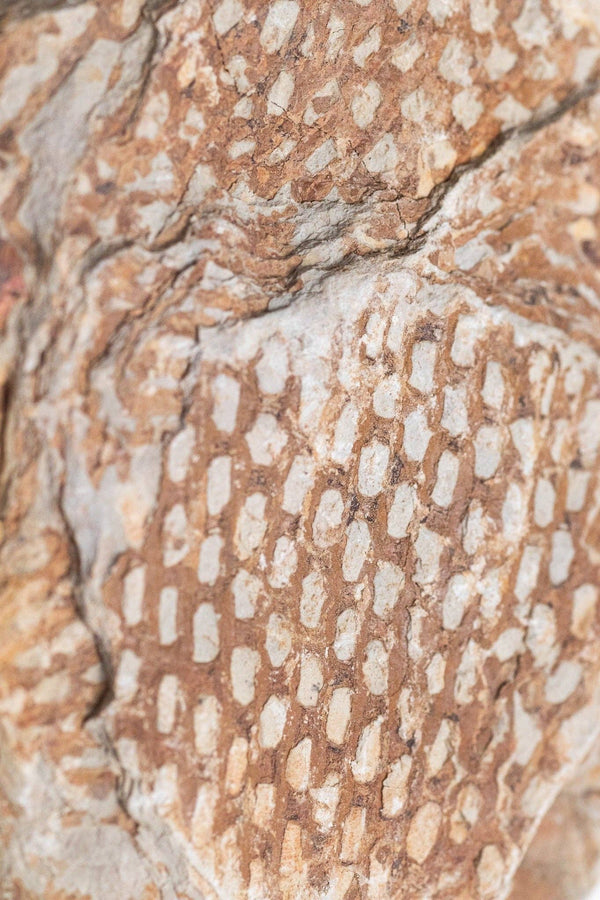Graptolite