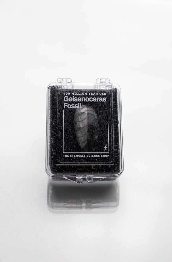 Geisenoceras Fossil