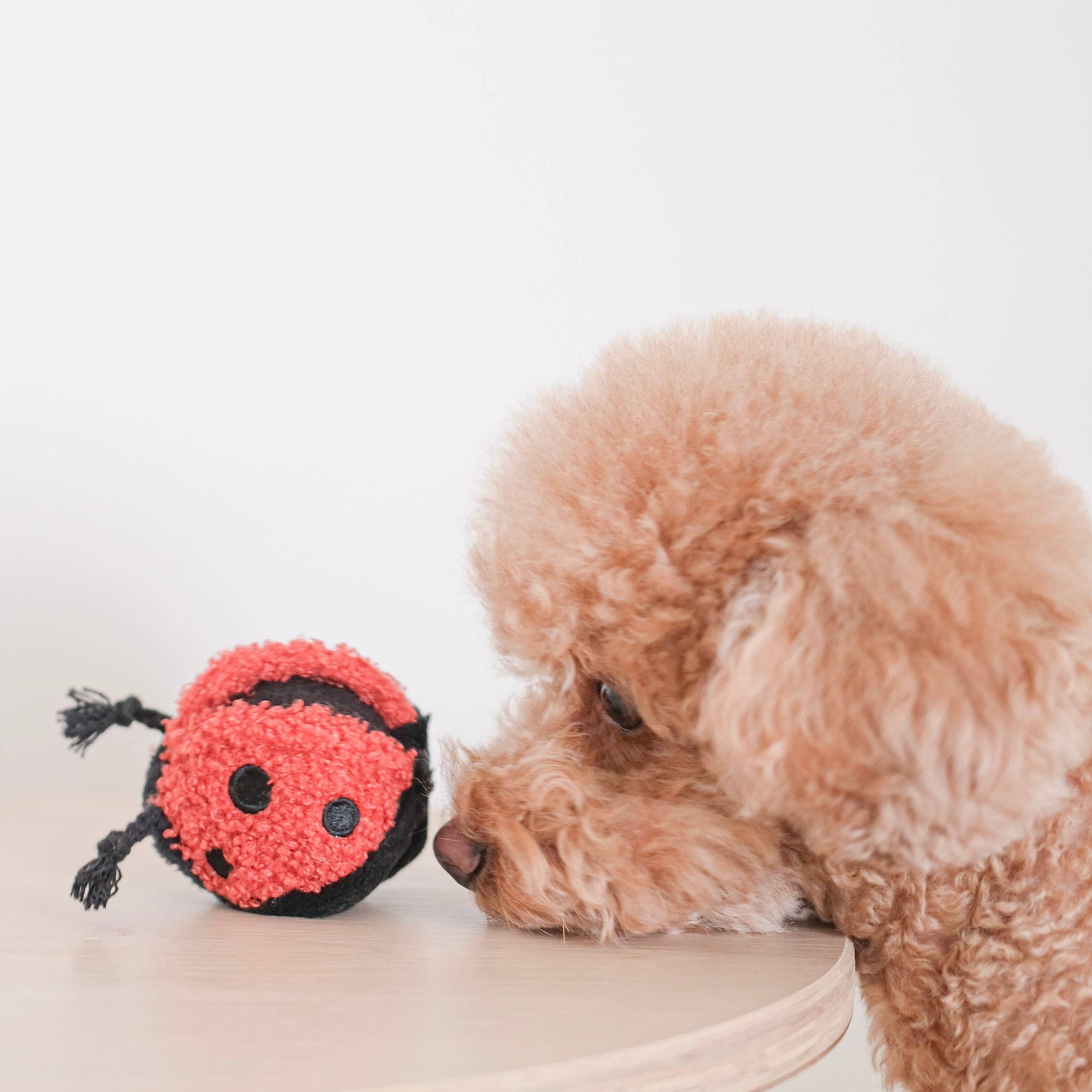 Lambwolf Collective - Mini Enrichment Squeaky Ball Dog Toy - Ladybug Pop