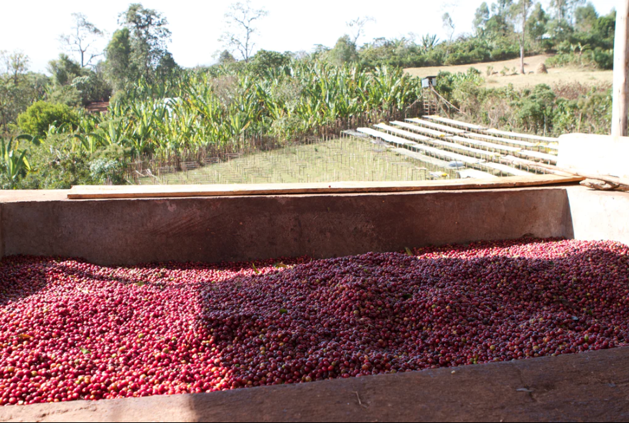 Four Barrel Coffee - Single Origin Espresso - Kenya Kiamwangi