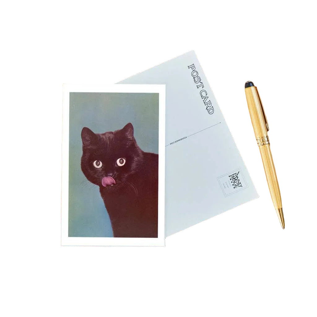 Black Cat - Postcard