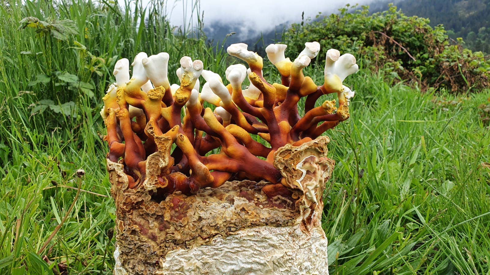 Antler Reishi Mushroom Grow-at-Home Kit