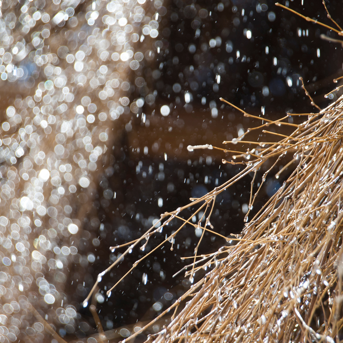 Moshio "Saredoshio" (Japanese Seaweed Salt)