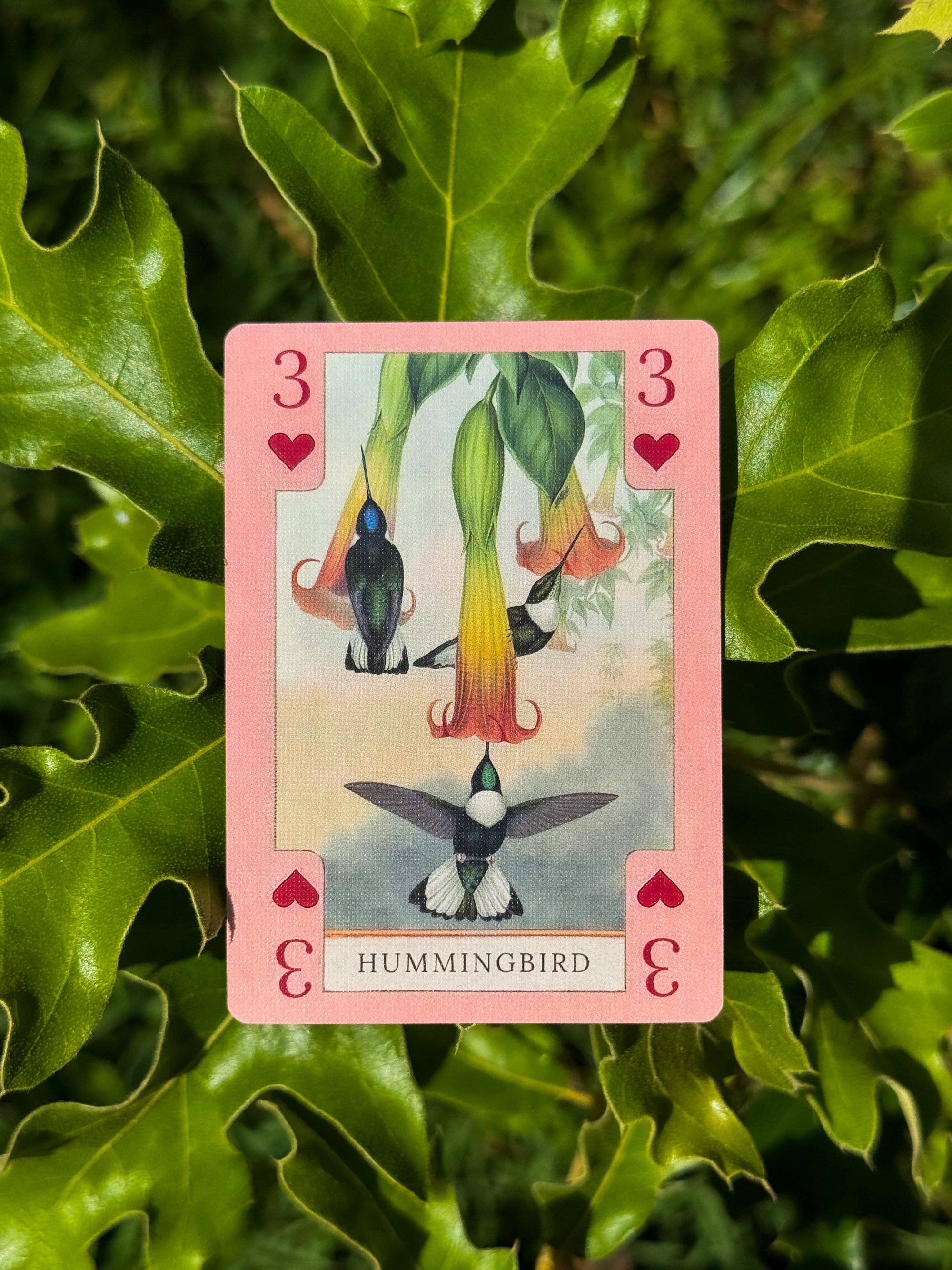 Vintage Art Playing Cards - Fish, Birds, Herps, and Inverts