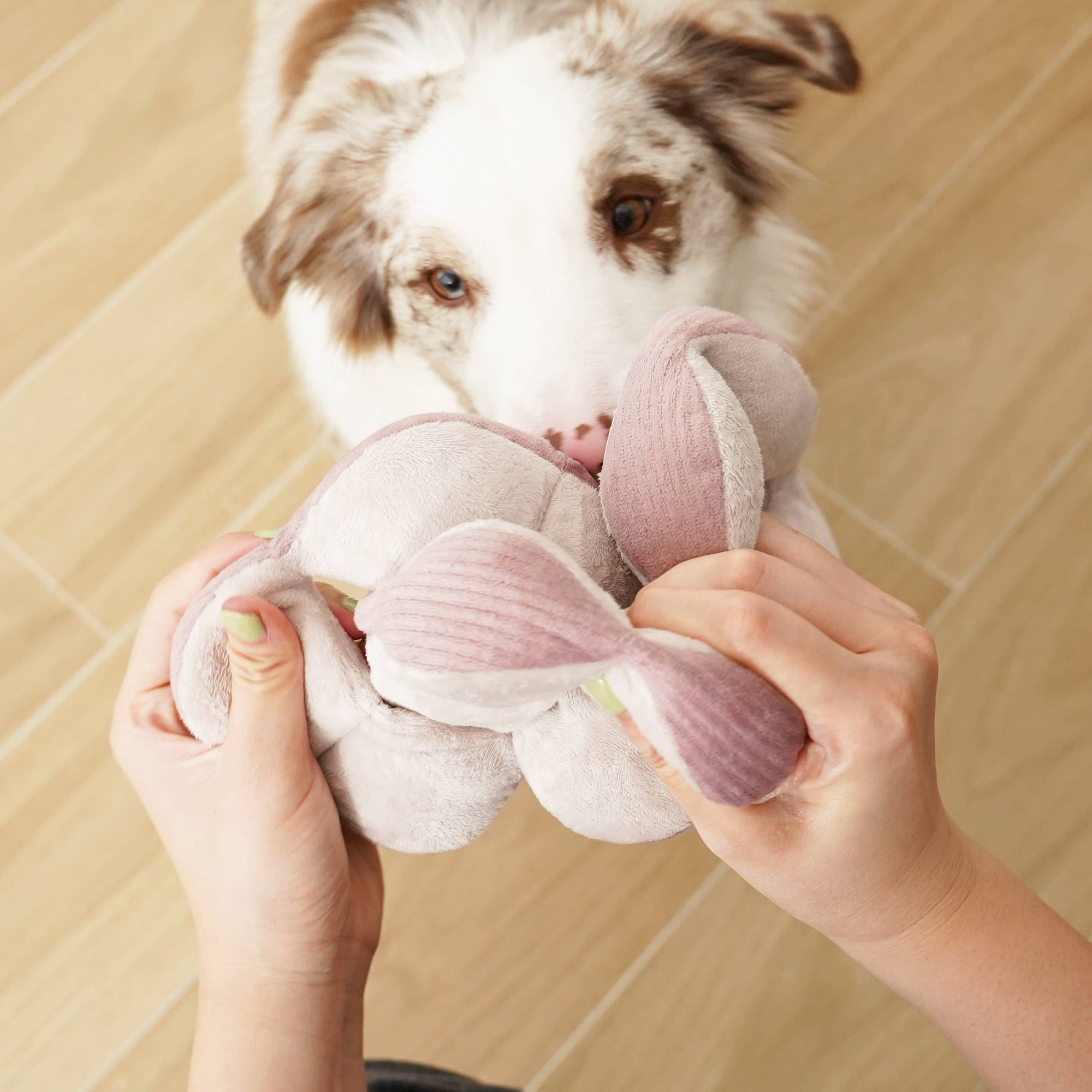 Lambwolf Collective - Monti (Silent) Enrichment Dog Toy - Purple