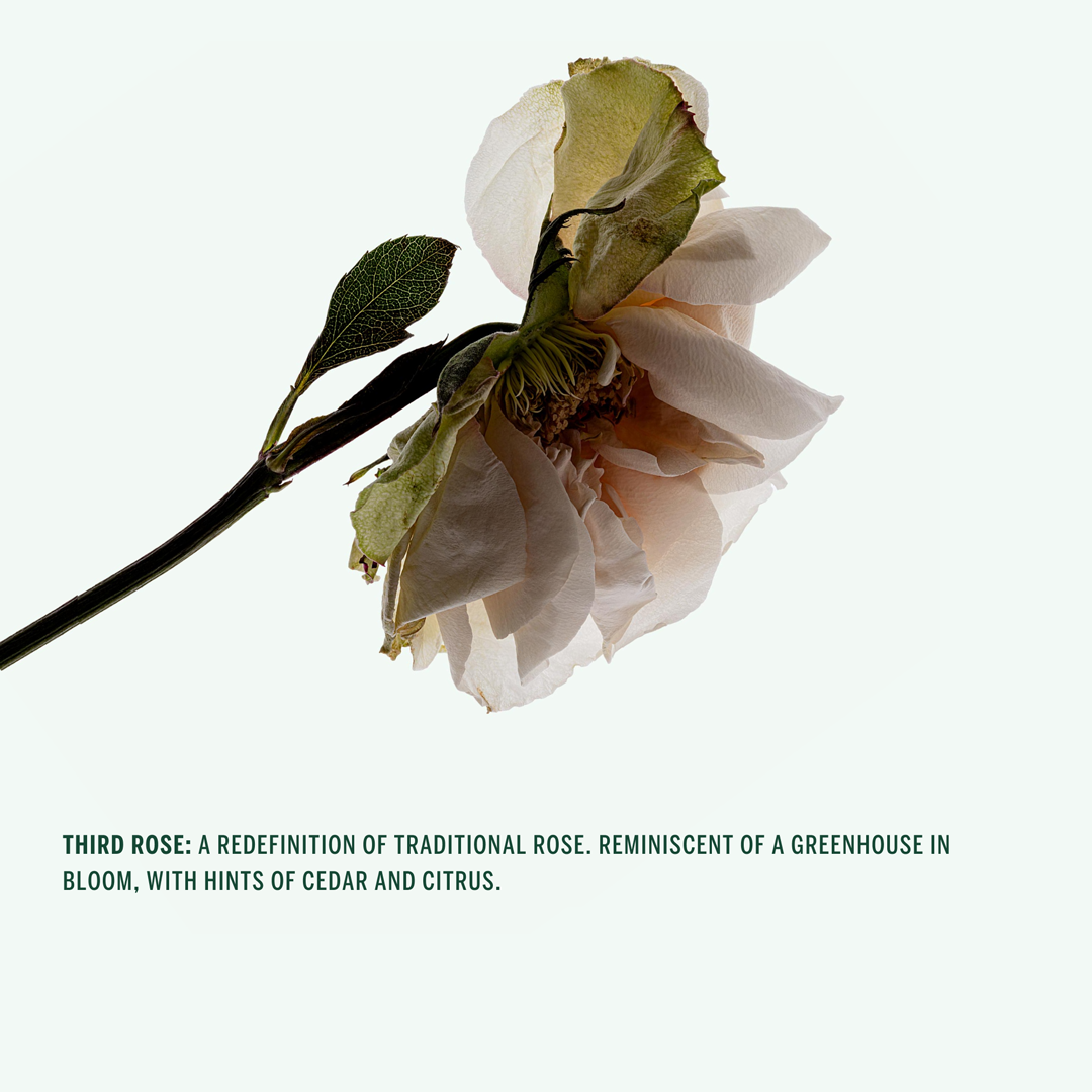 Corpus - Third Rose Travel Deodorant