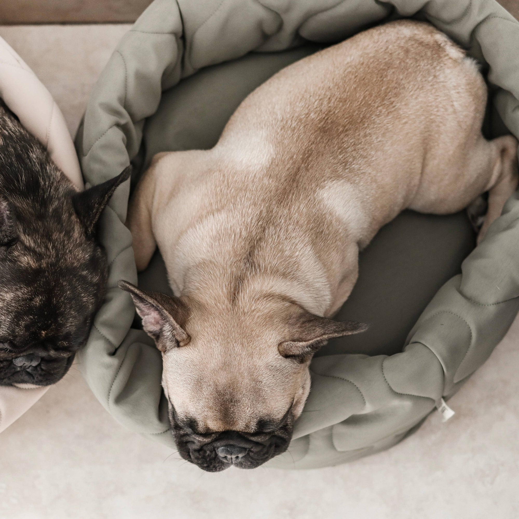 Lambwolf Collective - TAART Reversible Petite Pet Bed - Fern