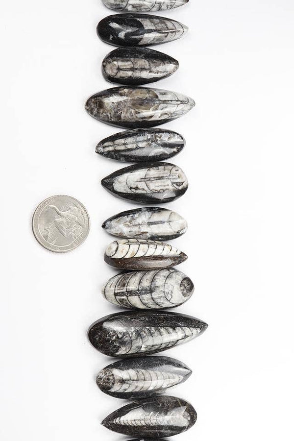 Geisenoceras Fossil