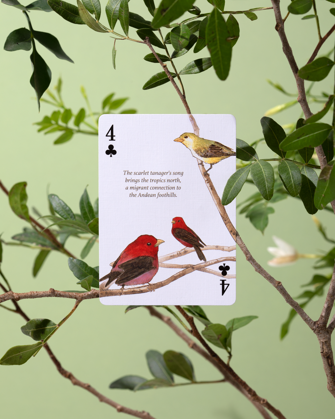 Eastern Forest - Playing Cards